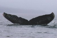 UASE-SWL-20050923-3-072_46.gif